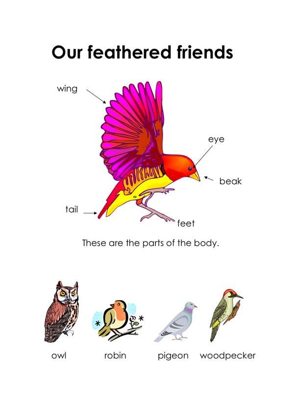 Our feathered friends